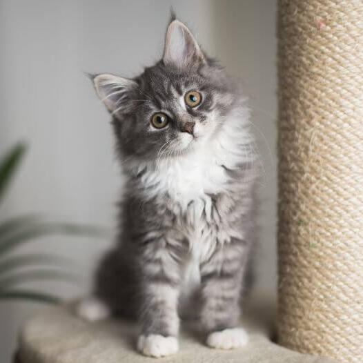 Maine coon sale cat kittens